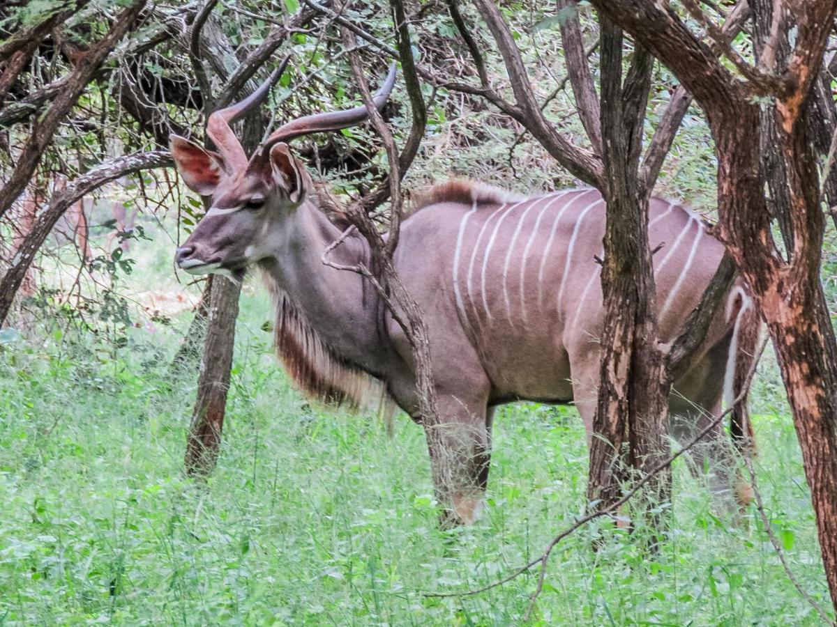 515 On Warthog By The River Marloth Park Exterior foto